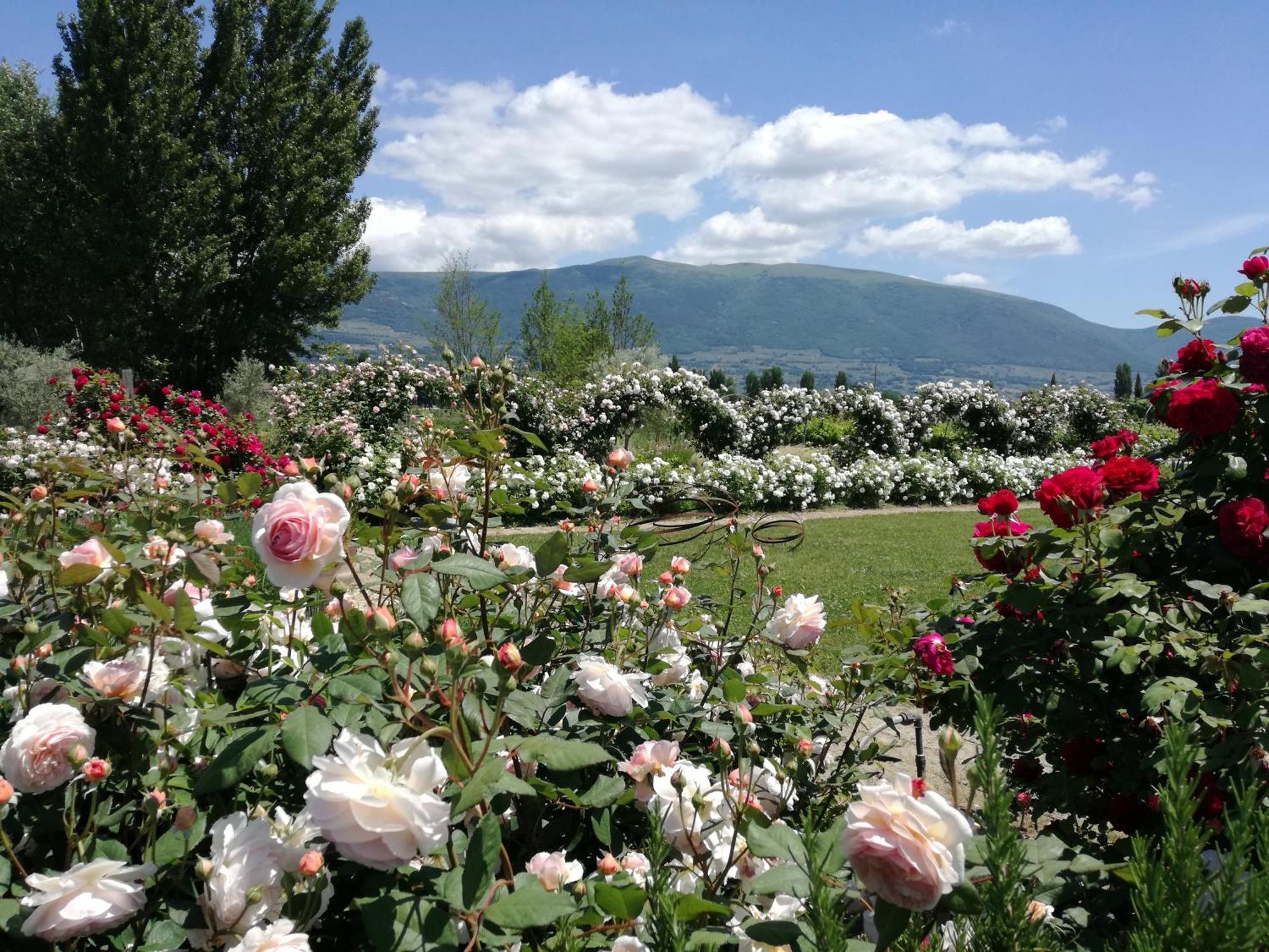 Il Fienile Di Assisi Vila Exterior foto