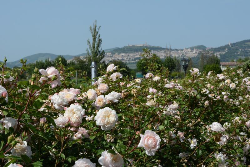 Il Fienile Di Assisi Vila Exterior foto